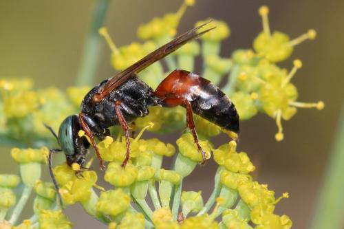 Tachysphex sp.